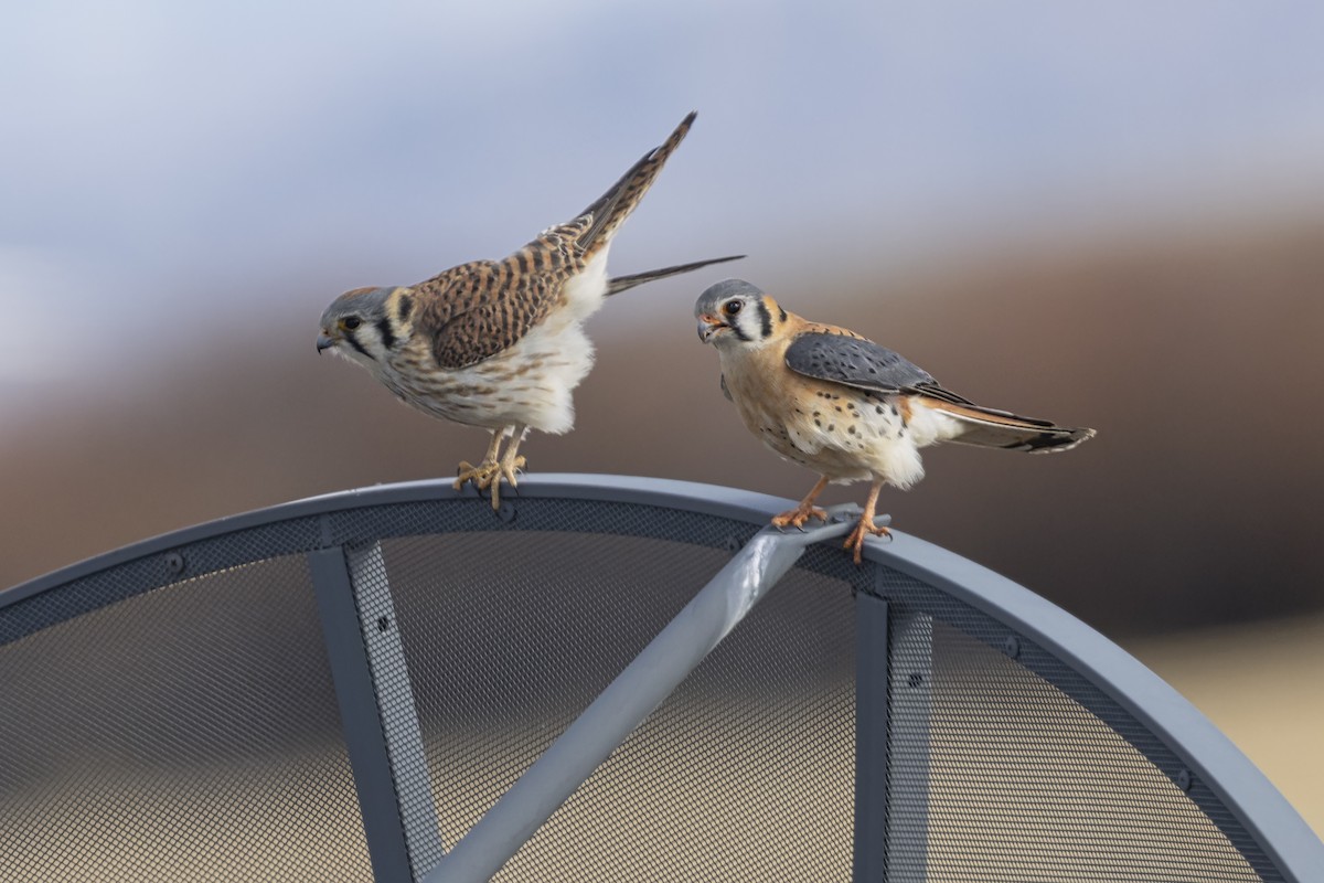 spurvefalk - ML646110747