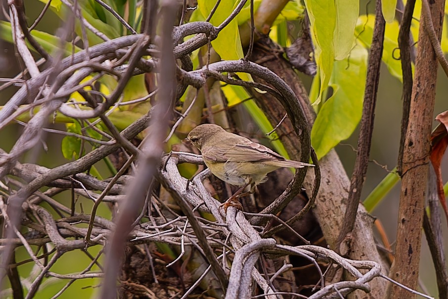 Ногоон дууч шувуу - ML646110755