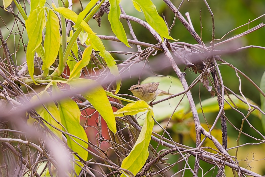 Ногоон дууч шувуу - ML646110756