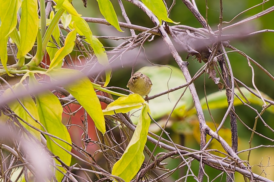 Ногоон дууч шувуу - ML646110757