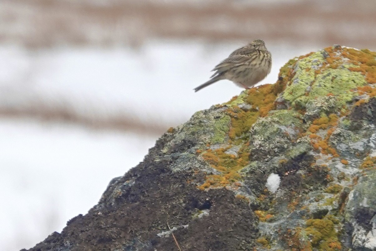 Correndera Pipit - ML646110759