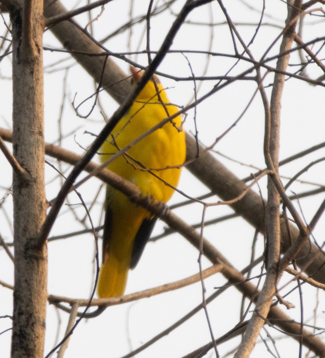 Indian Golden Oriole - ML646110761