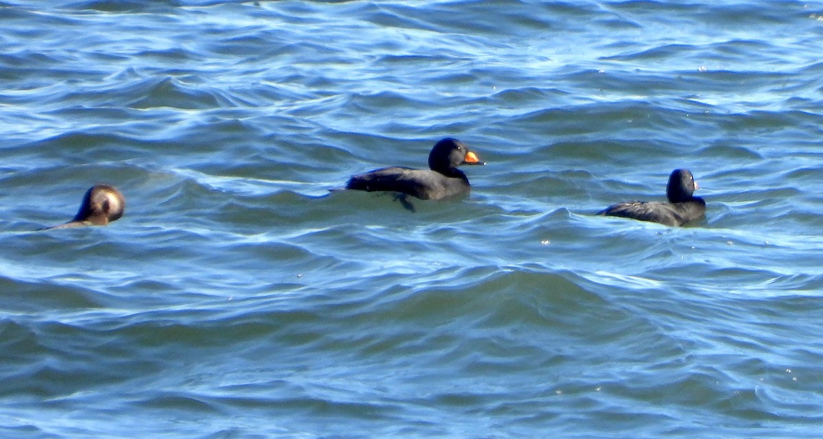 Black Scoter - ML646110763