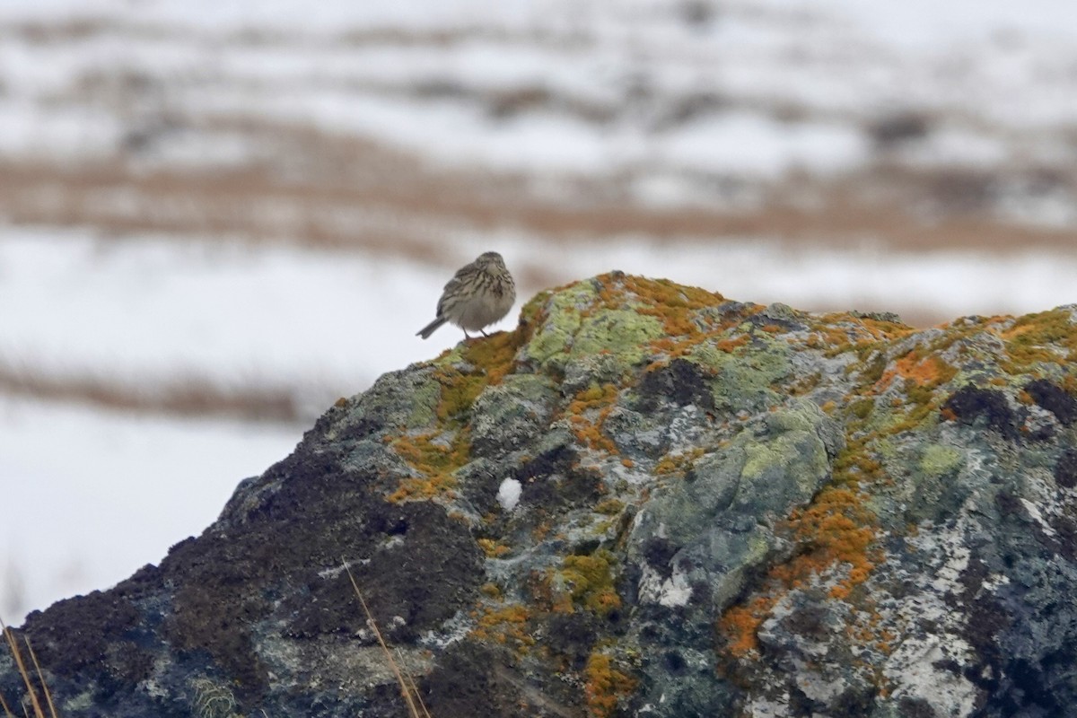 Correndera Pipit - ML646110768