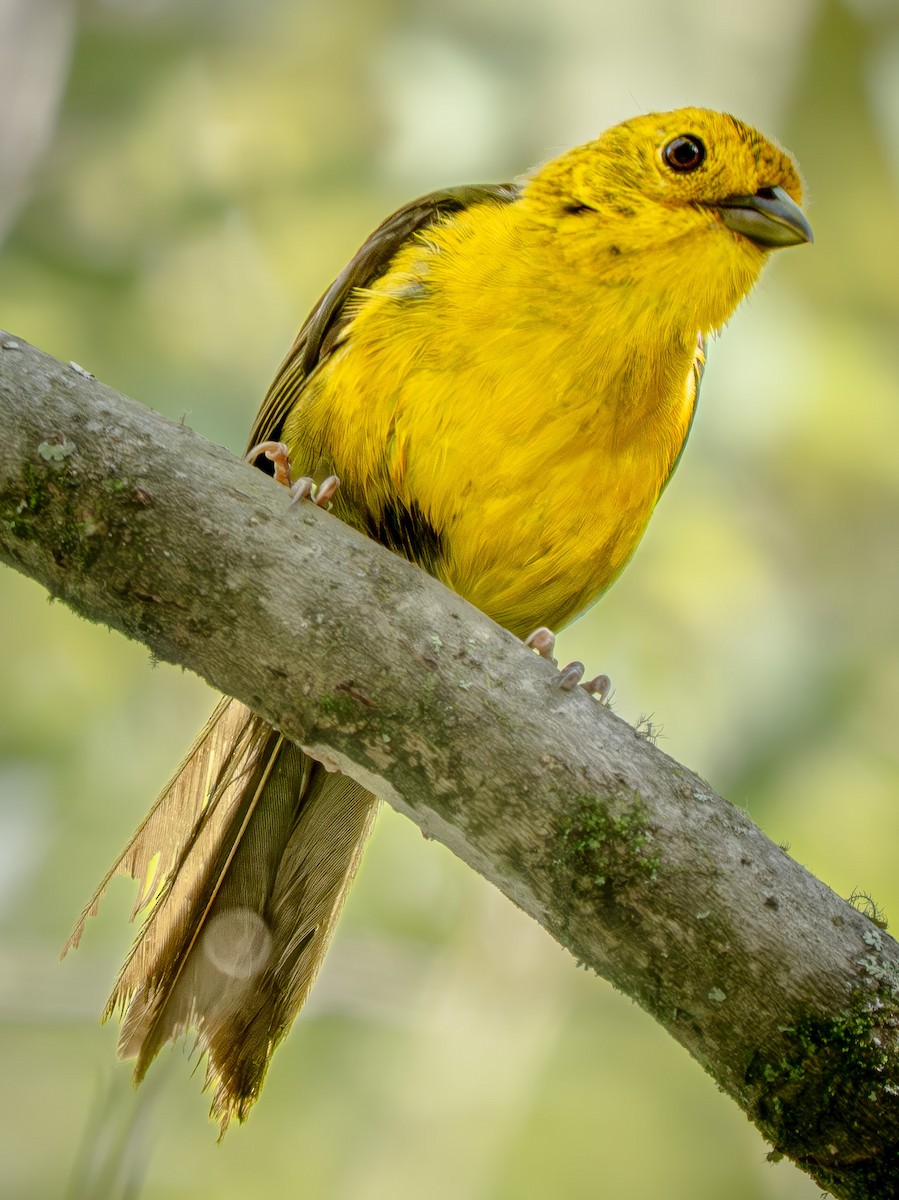 Yellow-headed Brushfinch - ML646110770