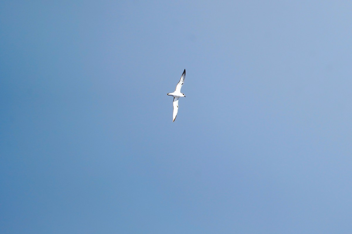 オオシロハラミズナギドリ - ML646110772