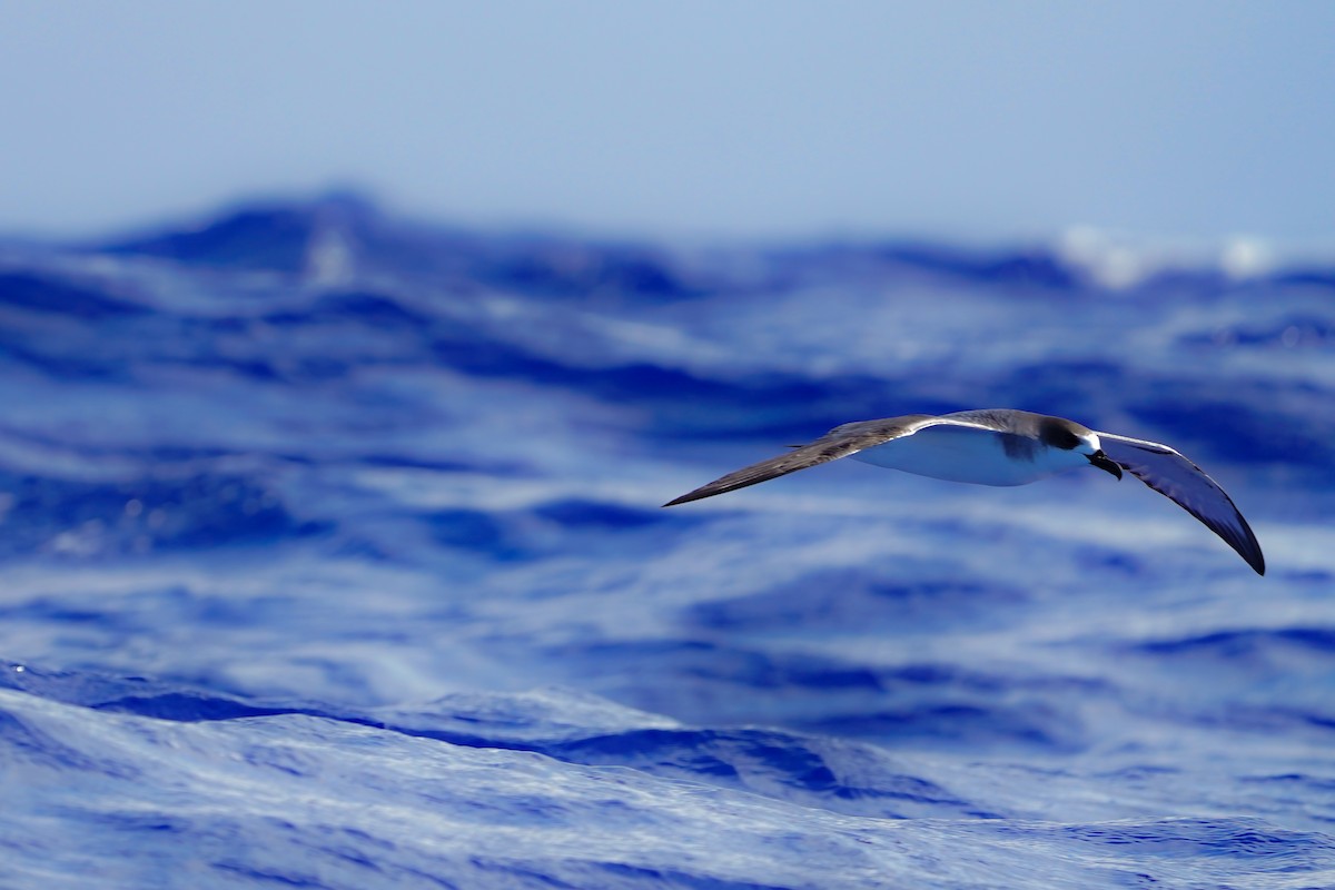 オオシロハラミズナギドリ - ML646110773