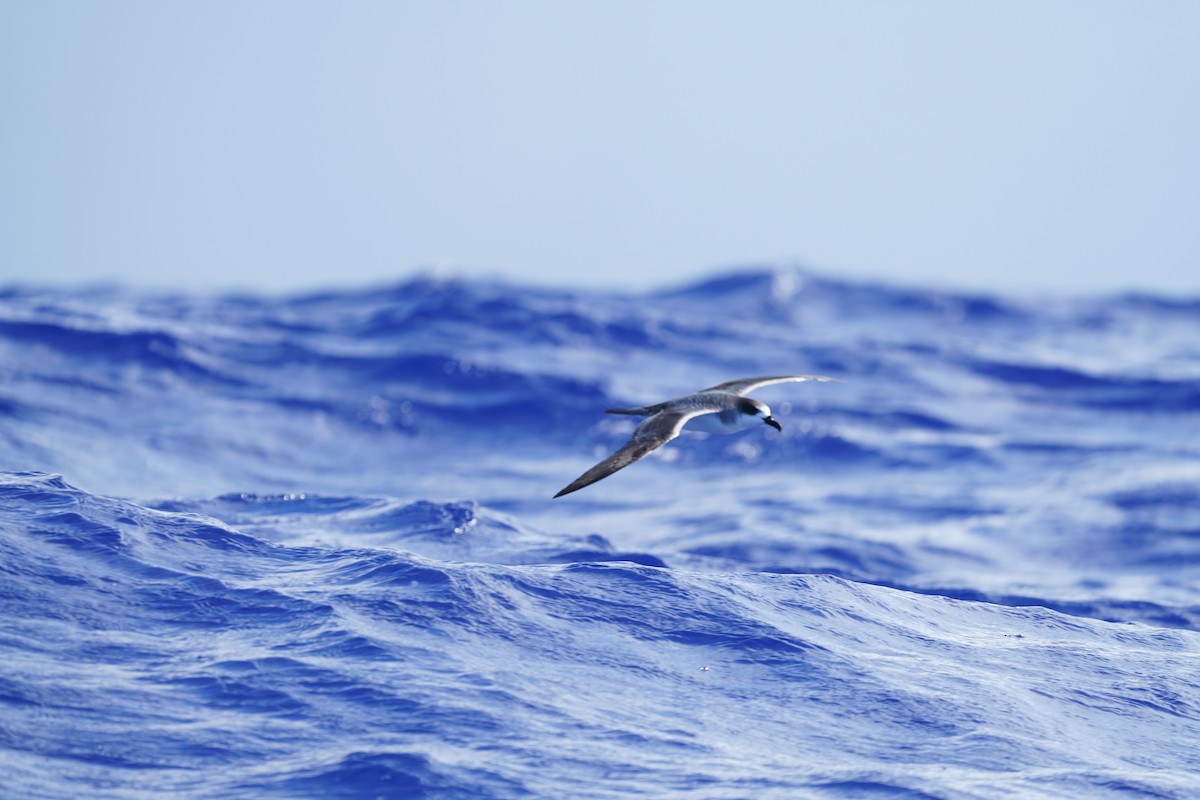 オオシロハラミズナギドリ - ML646110774