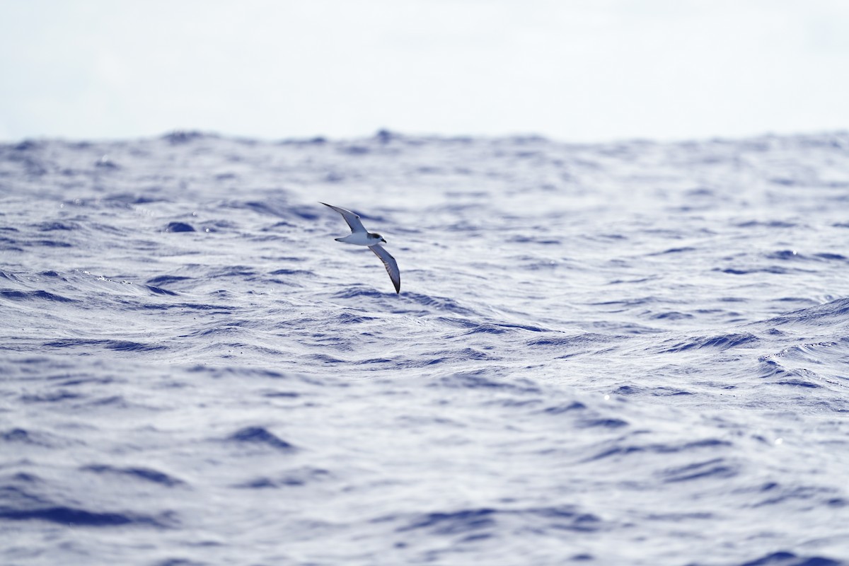 オオシロハラミズナギドリ - ML646110775