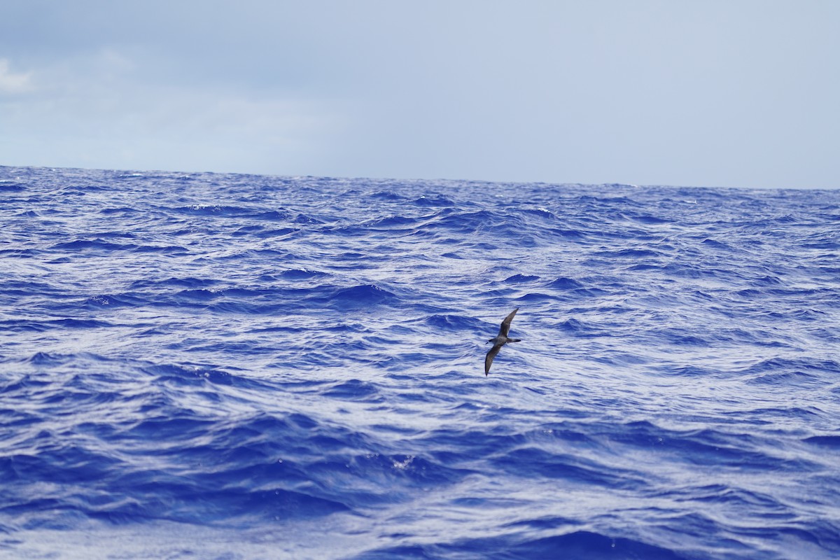 オオシロハラミズナギドリ - ML646110776