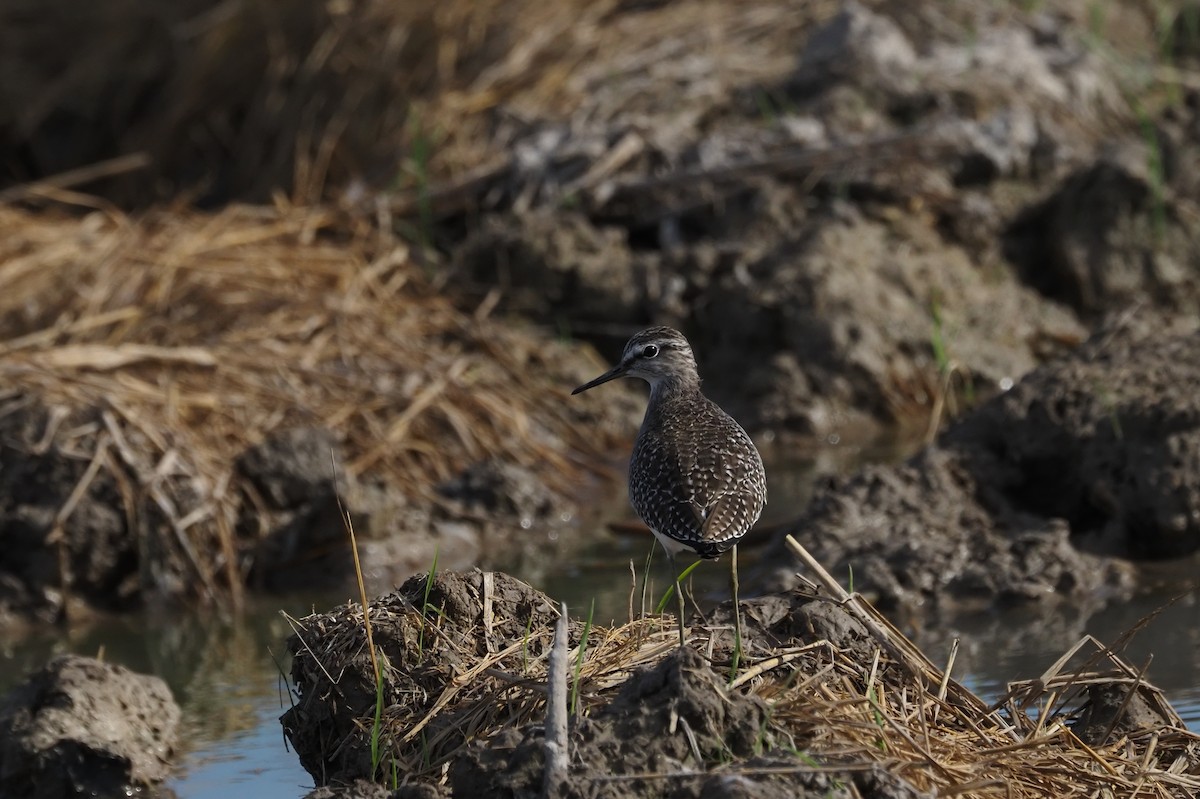 vodouš bahenní - ML646110789