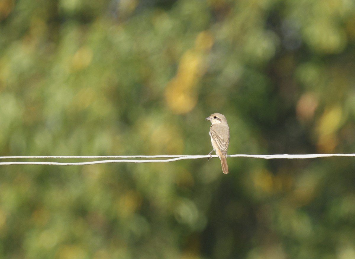 Antzandobi isabeldarra - ML646110790