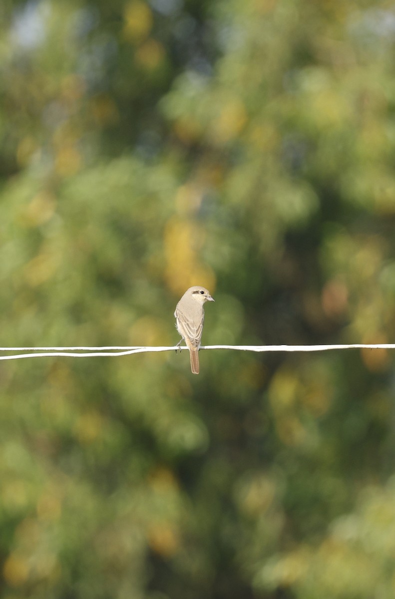 Antzandobi isabeldarra - ML646110791