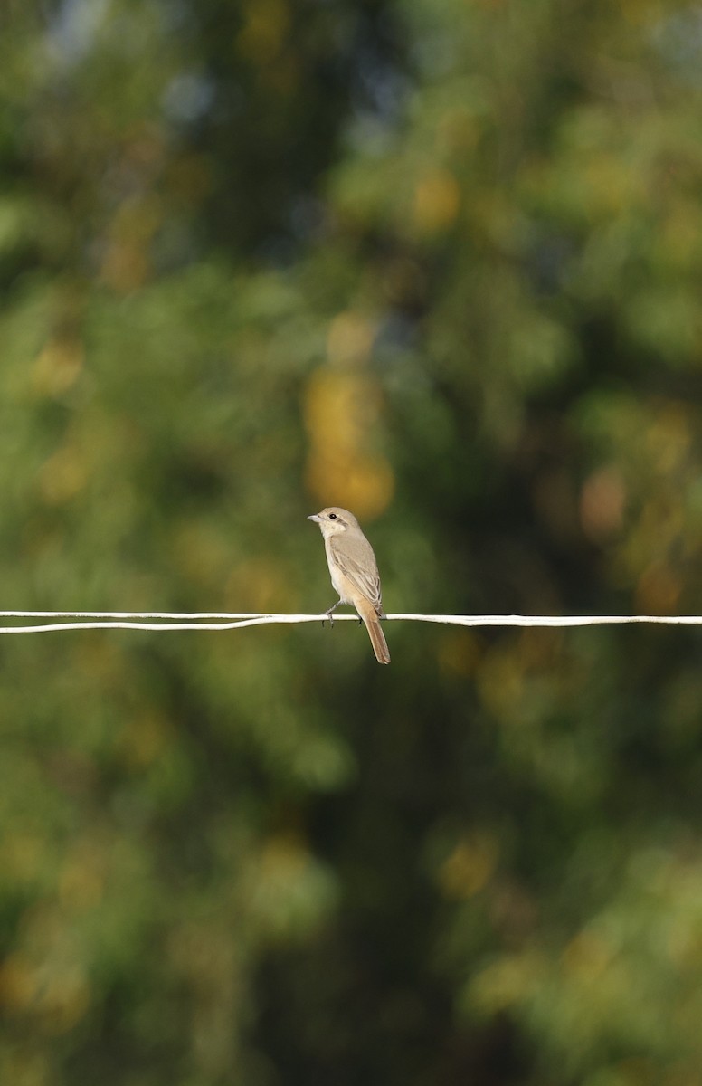 Antzandobi isabeldarra - ML646110792