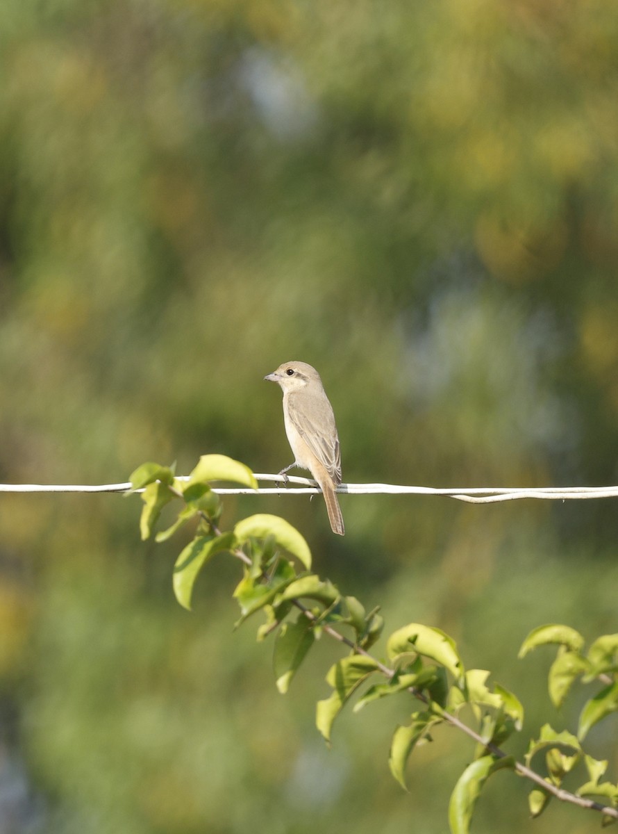 Antzandobi isabeldarra - ML646110793