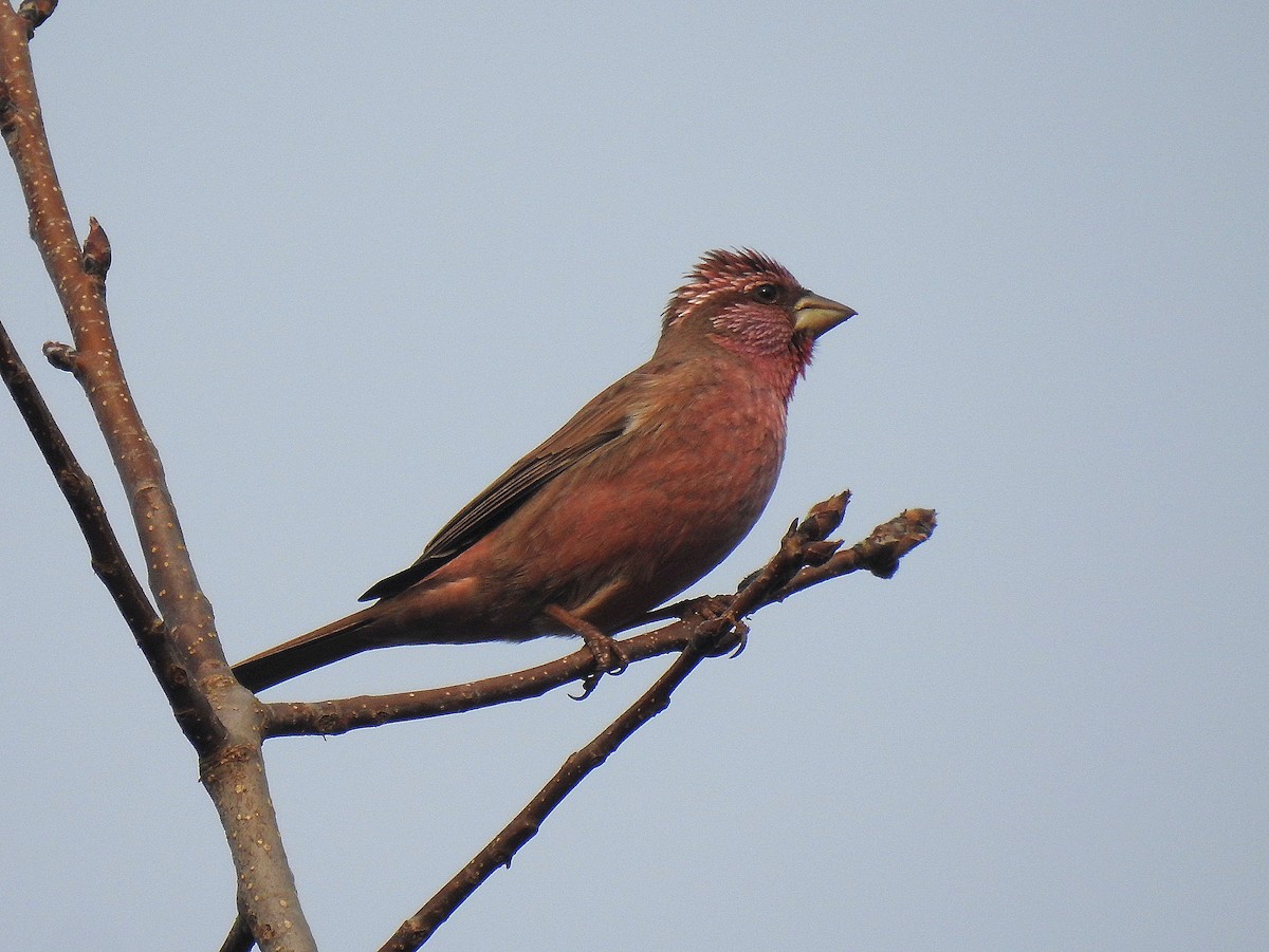 Blyth's Rosefinch - ML646110796