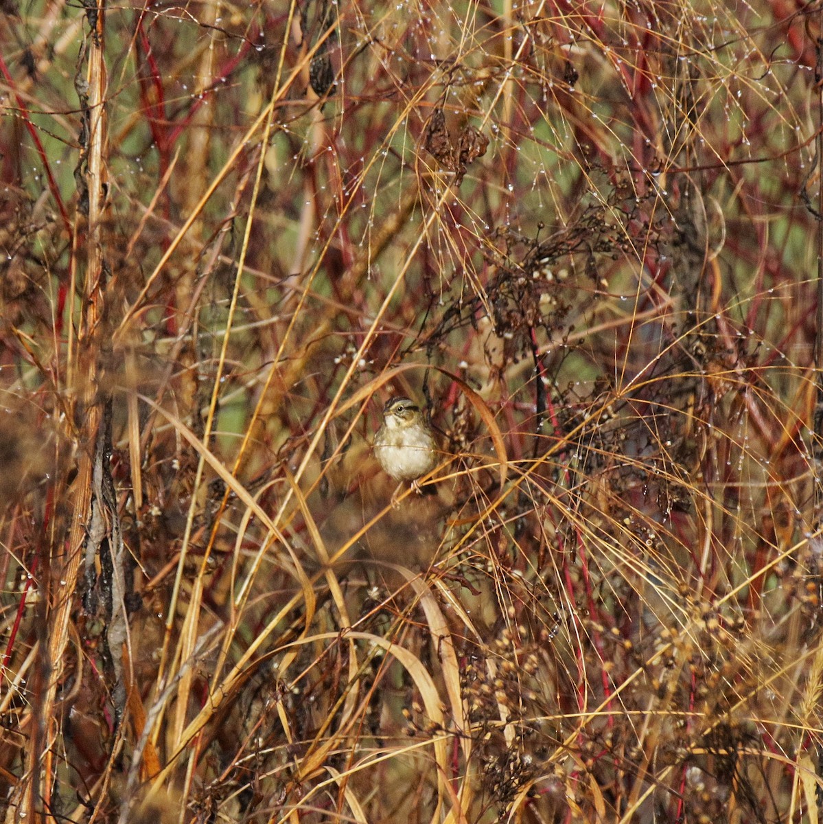 Swamp Sparrow - ML646110797