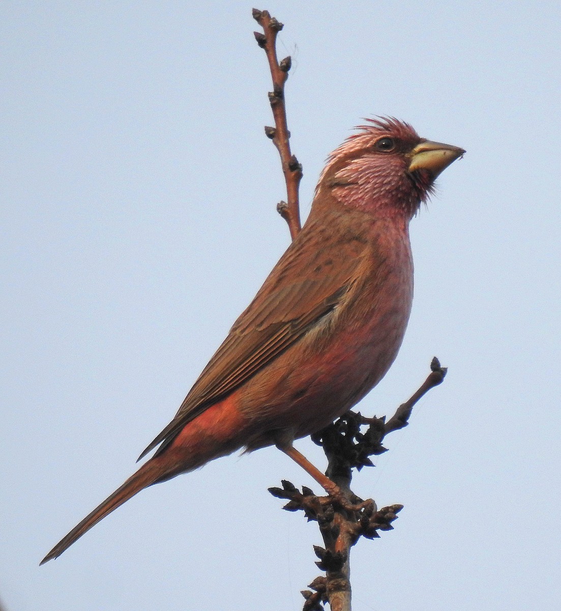 Blyth's Rosefinch - ML646110799