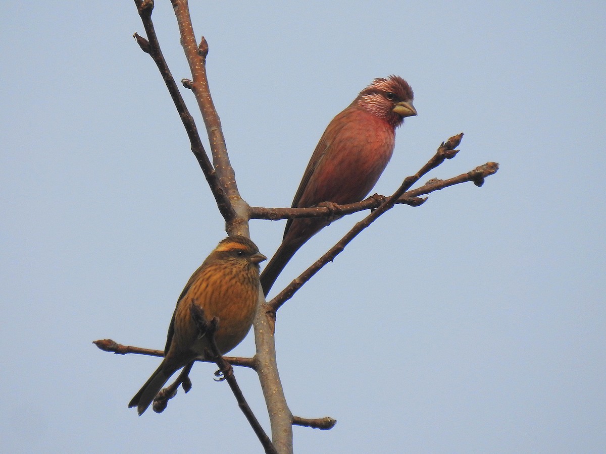 Blyth's Rosefinch - ML646110800