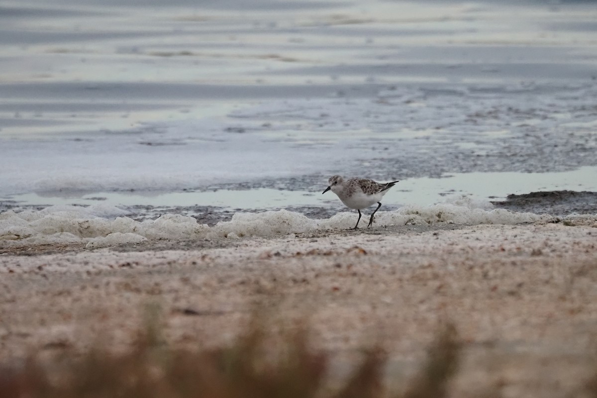 Little Stint - ML646110801