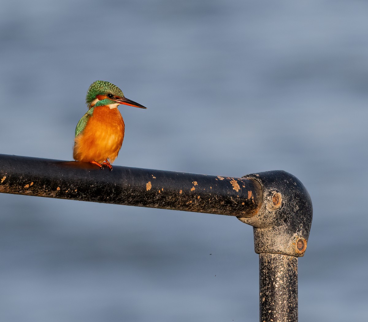 Common Kingfisher - ML646110810