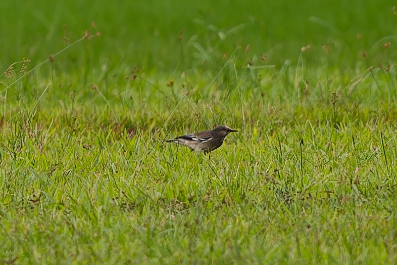 Улаан хошуут тодол - ML646110814