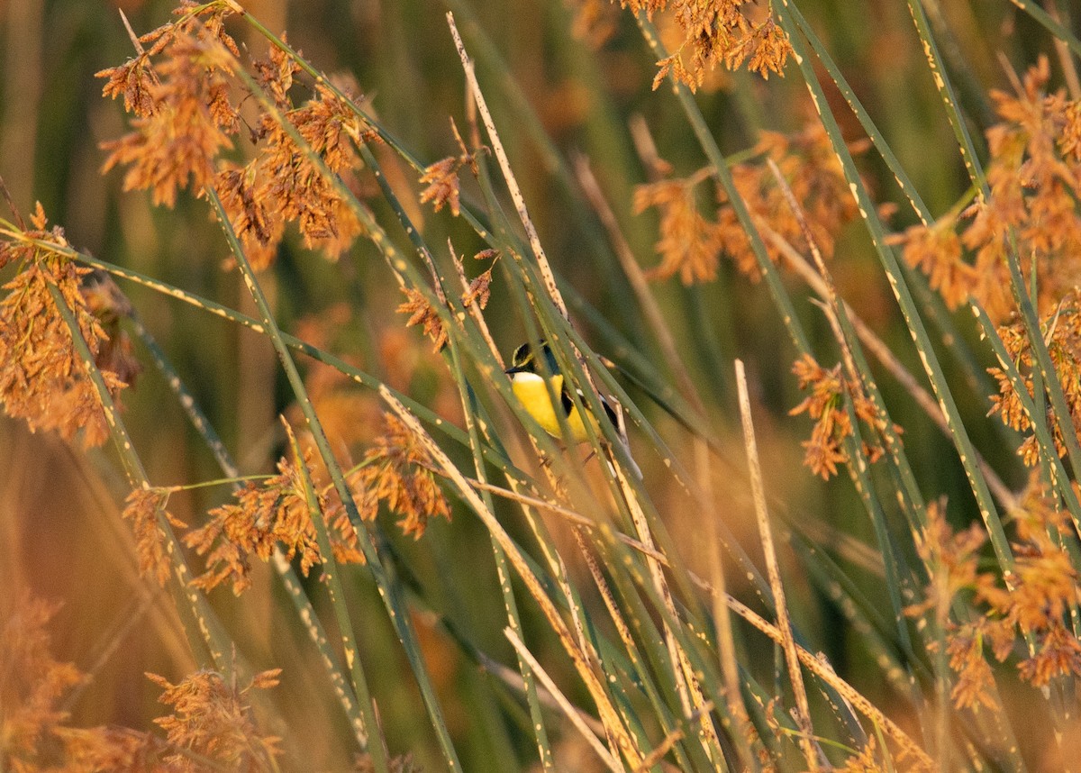 Many-colored Rush Tyrant - ML646110815