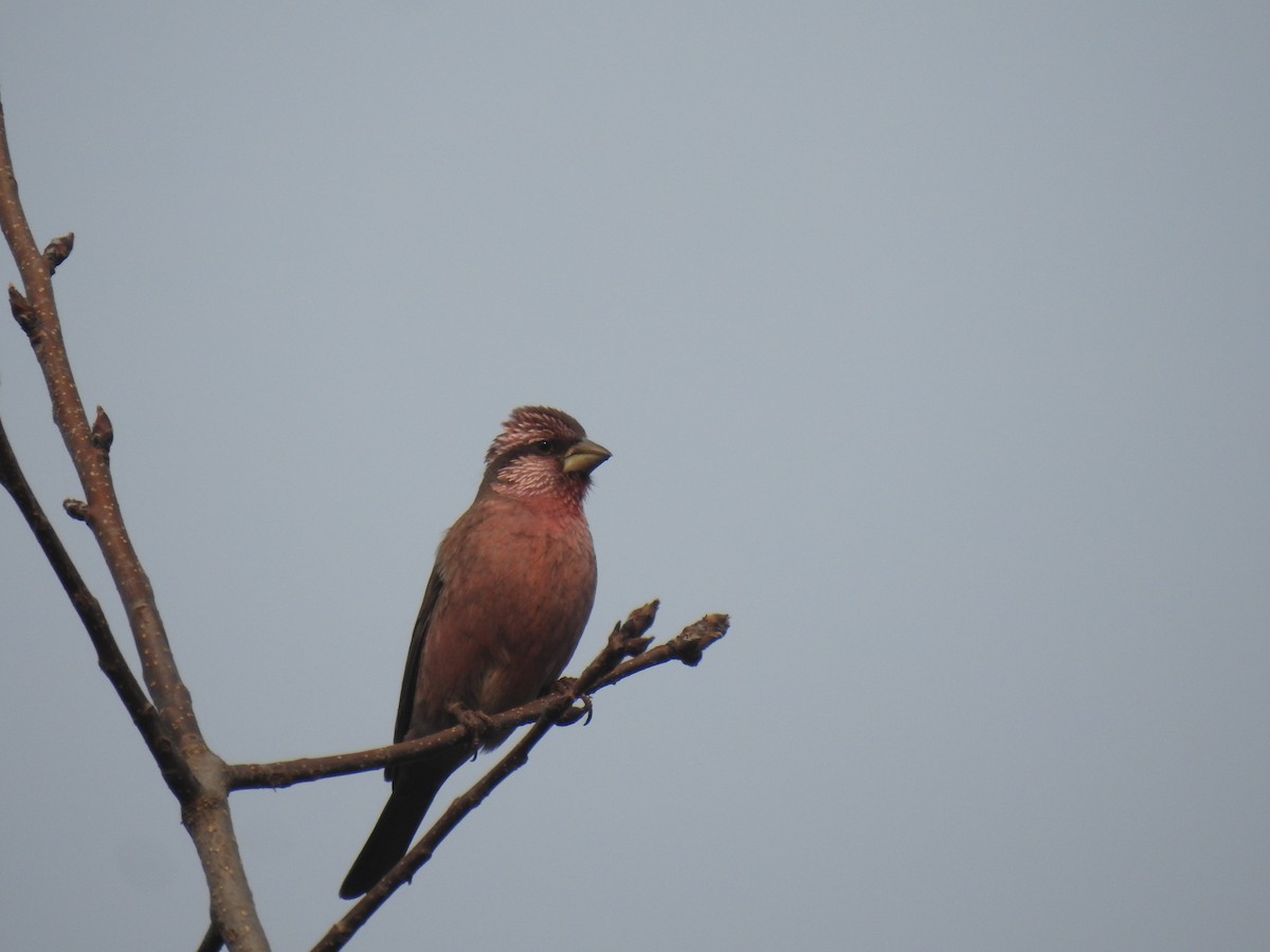 Blyth's Rosefinch - ML646110816