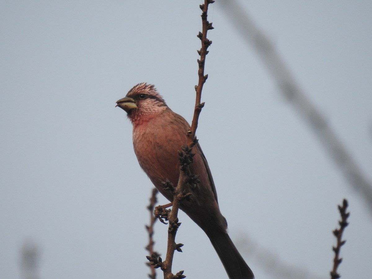 Blyth's Rosefinch - ML646110817