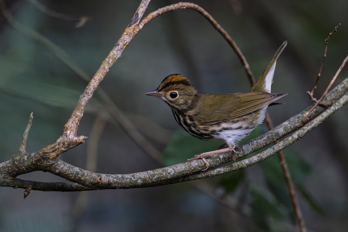 Ovenbird - ML646110830