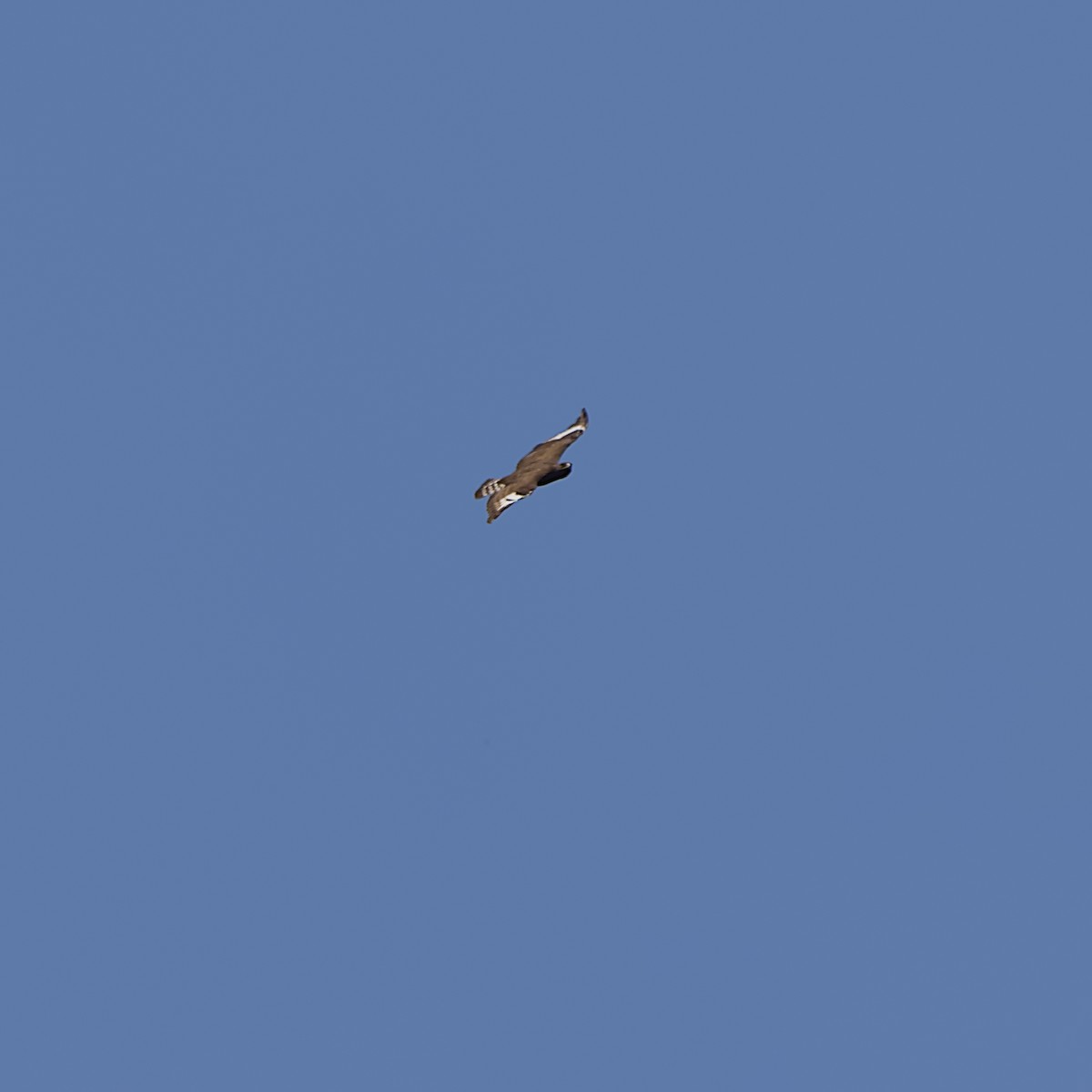 Long-crested Eagle - ML646110832