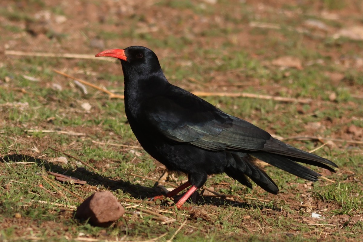 ベニハシガラス - ML646110840