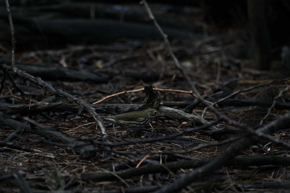 Ovenbird - ML646110843