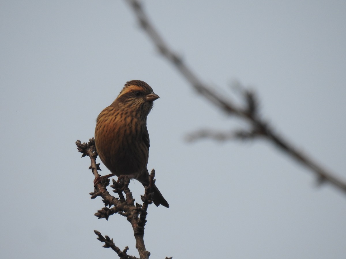 Pink-browed Rosefinch - ML646110844