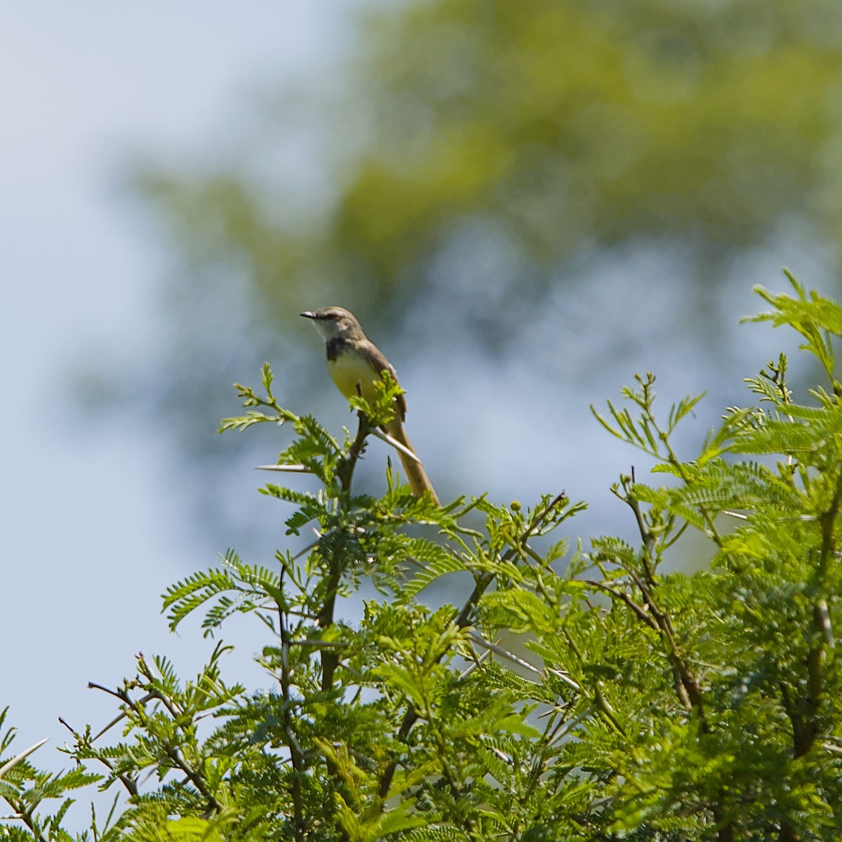 Black-chested Prinia - ML646110845