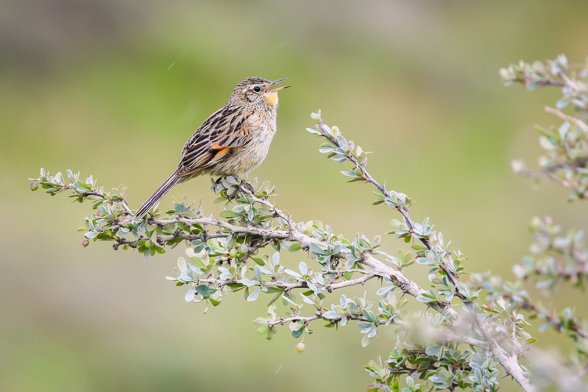 Austral Canastero - ML646110851