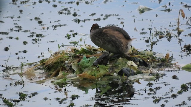 Little Grebe - ML646110852