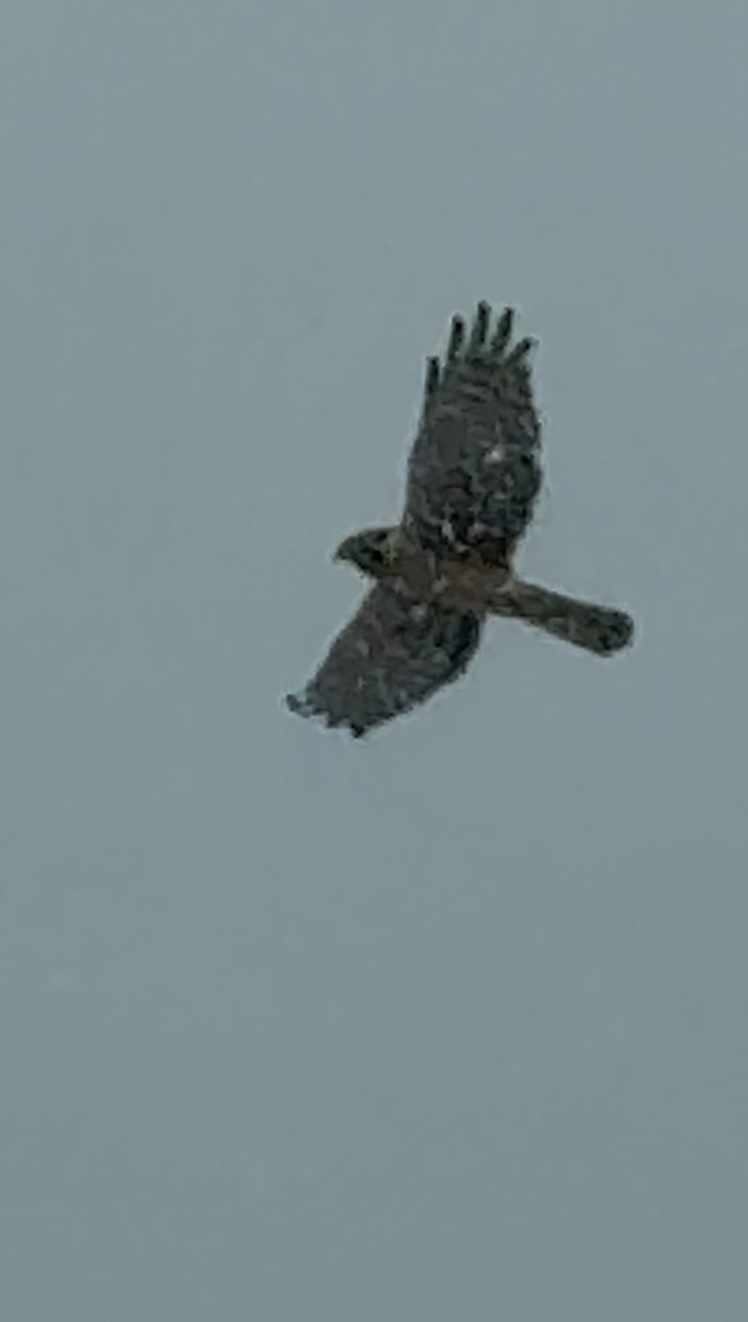 Northern Harrier - ML646110855