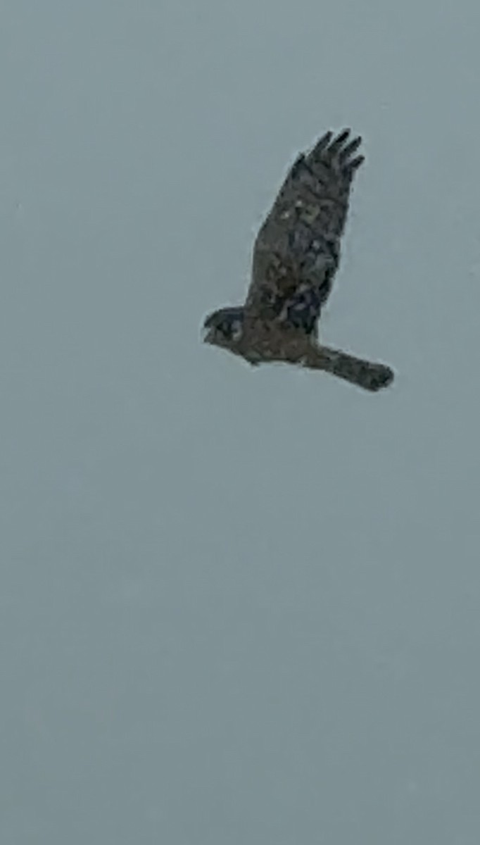 Northern Harrier - ML646110856