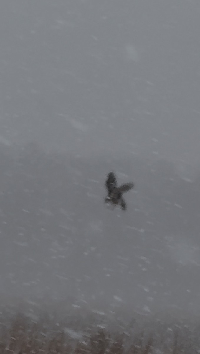 Northern Harrier - ML646110857