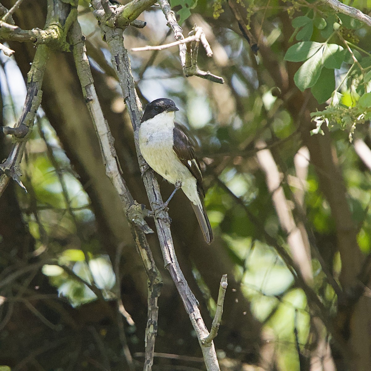 Fiscal Flycatcher - ML646110862
