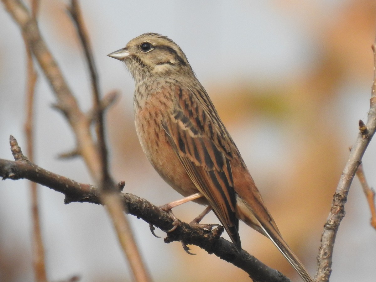 Rock Bunting - ML646110866