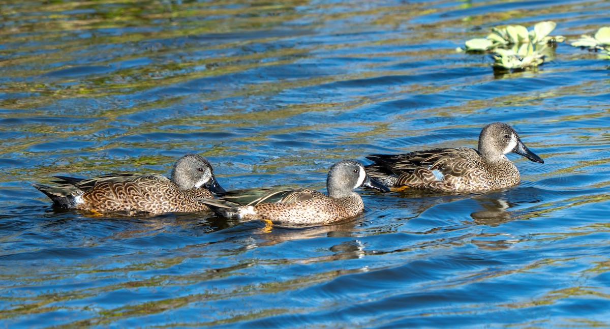 Blue-winged Teal - ML646110871