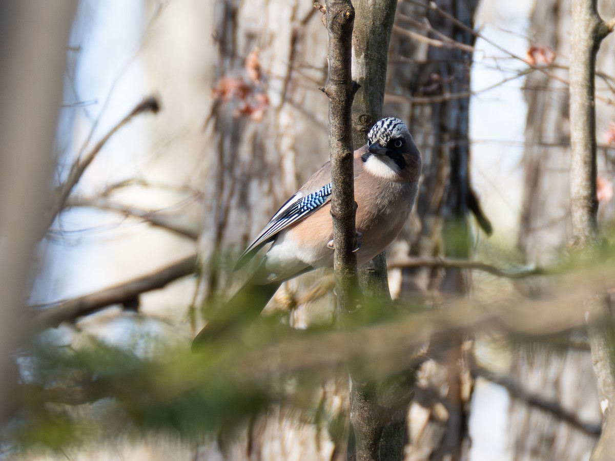 Eurasian Jay - ML646110873