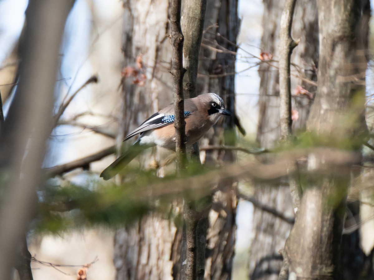 Eurasian Jay - ML646110874