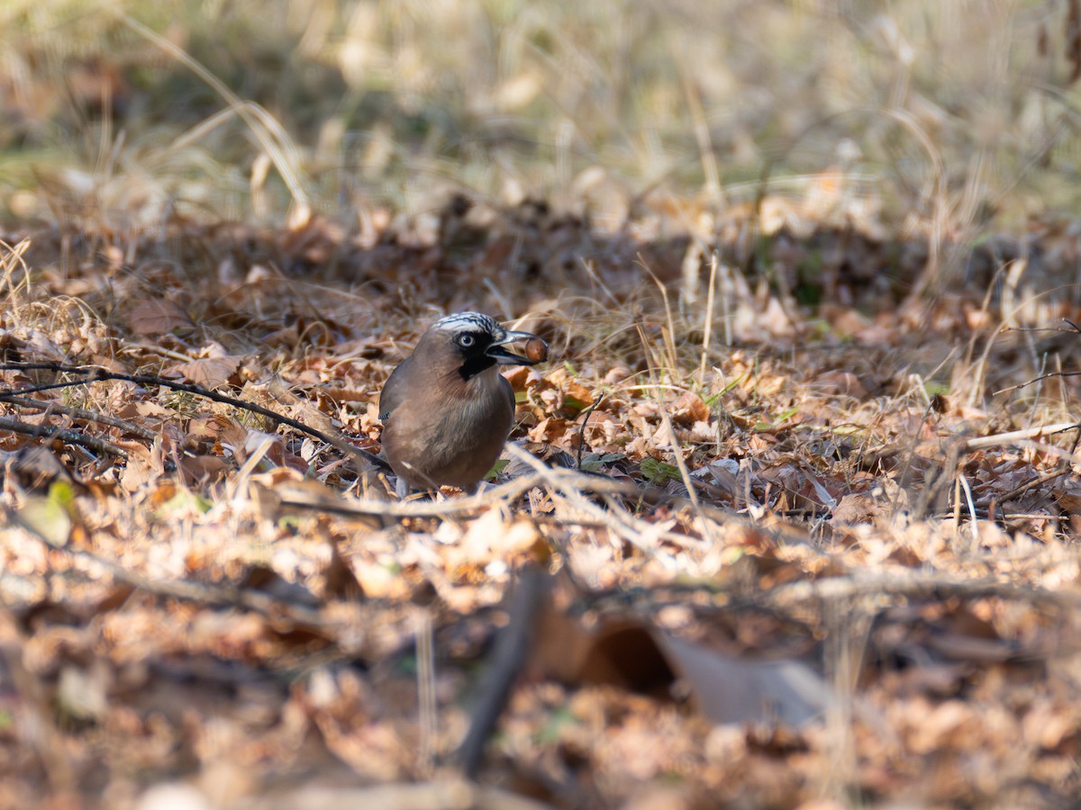 Eurasian Jay - ML646110875