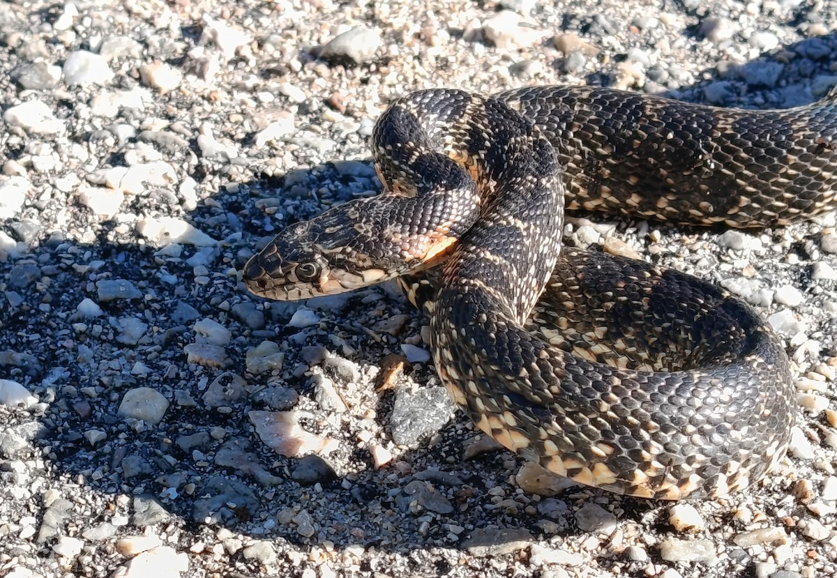 Horseshoe Whip Snake - ML646110878