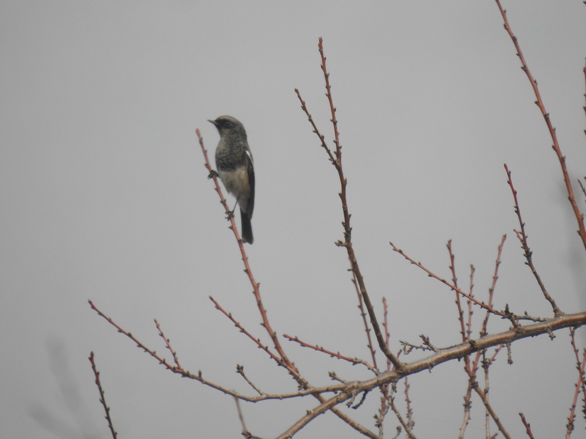 Blue-capped Redstart - ML646110880