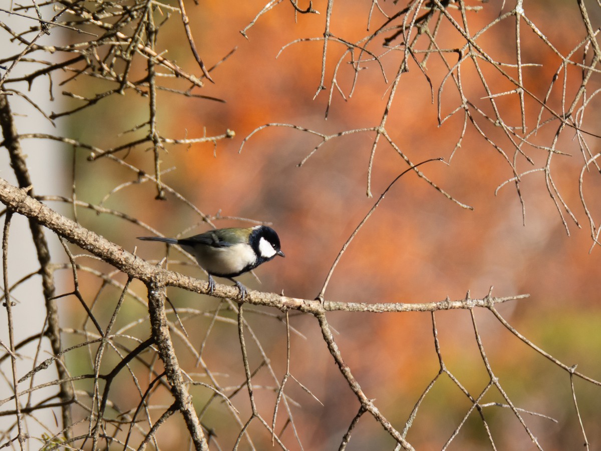 Asian Tit - ML646110881