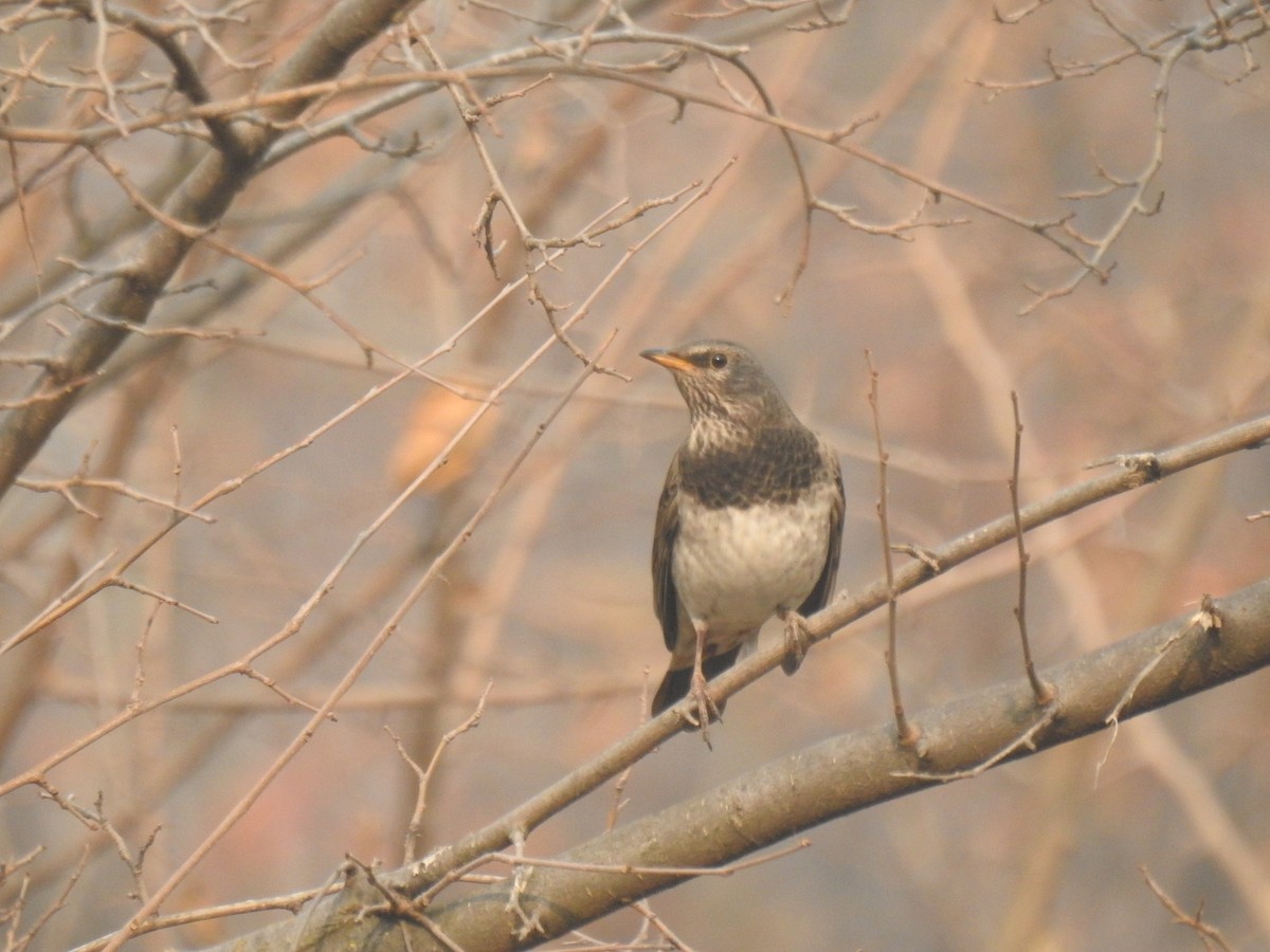 Black-throated Thrush - ML646110884